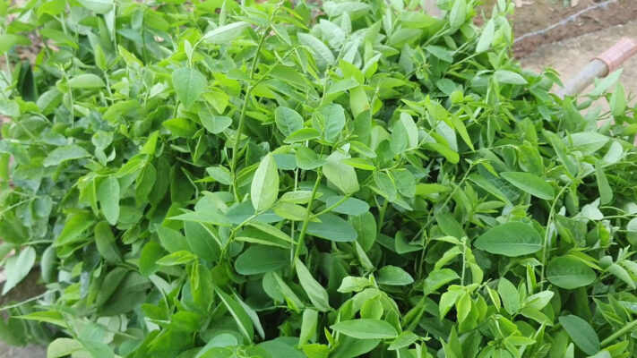Sau khi phá thai có nên ăn rau ngót không? (Hỏi & Đáp)